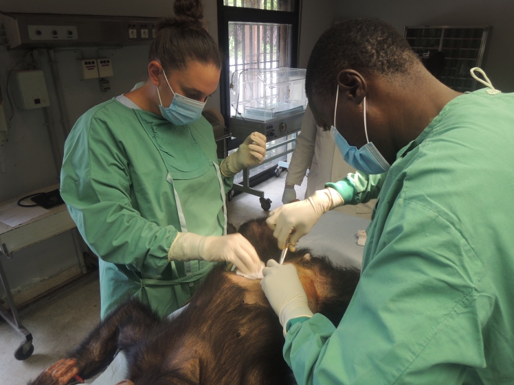 Traitement chirurgical d’une infection nodulaire à Oesophagostomum spp. chez un chimpanzé du Centre de Primatologie du CIRMF, Gabon